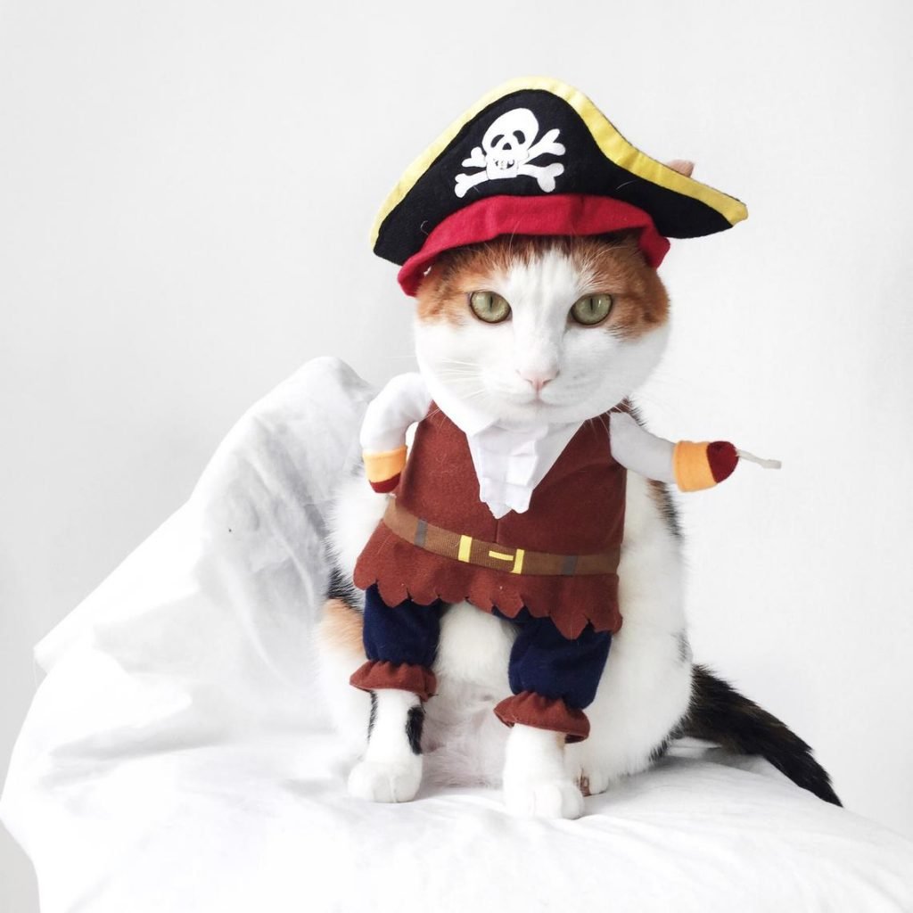 Cutest Halloween Costumes for Pets