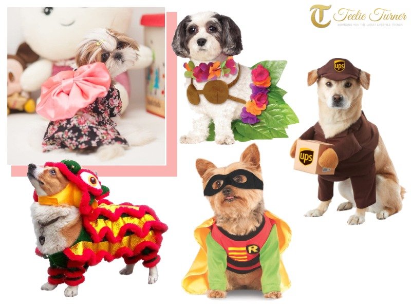 Cutest Halloween Costumes for Pets